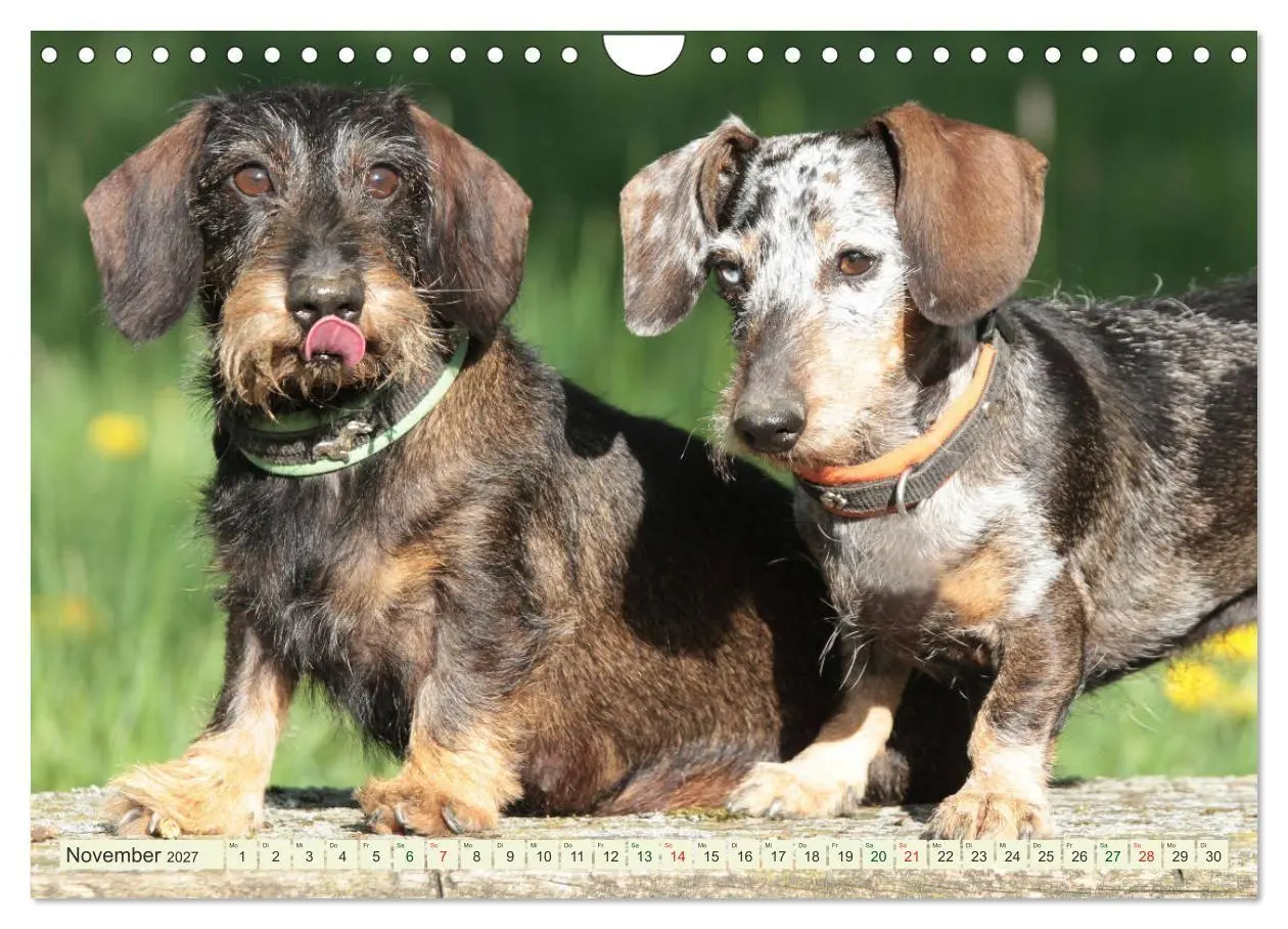 Bild: 9783594195116 | Liebenswerte Rabauken - Rauhaardackel (Wandkalender 2027 DIN A4...