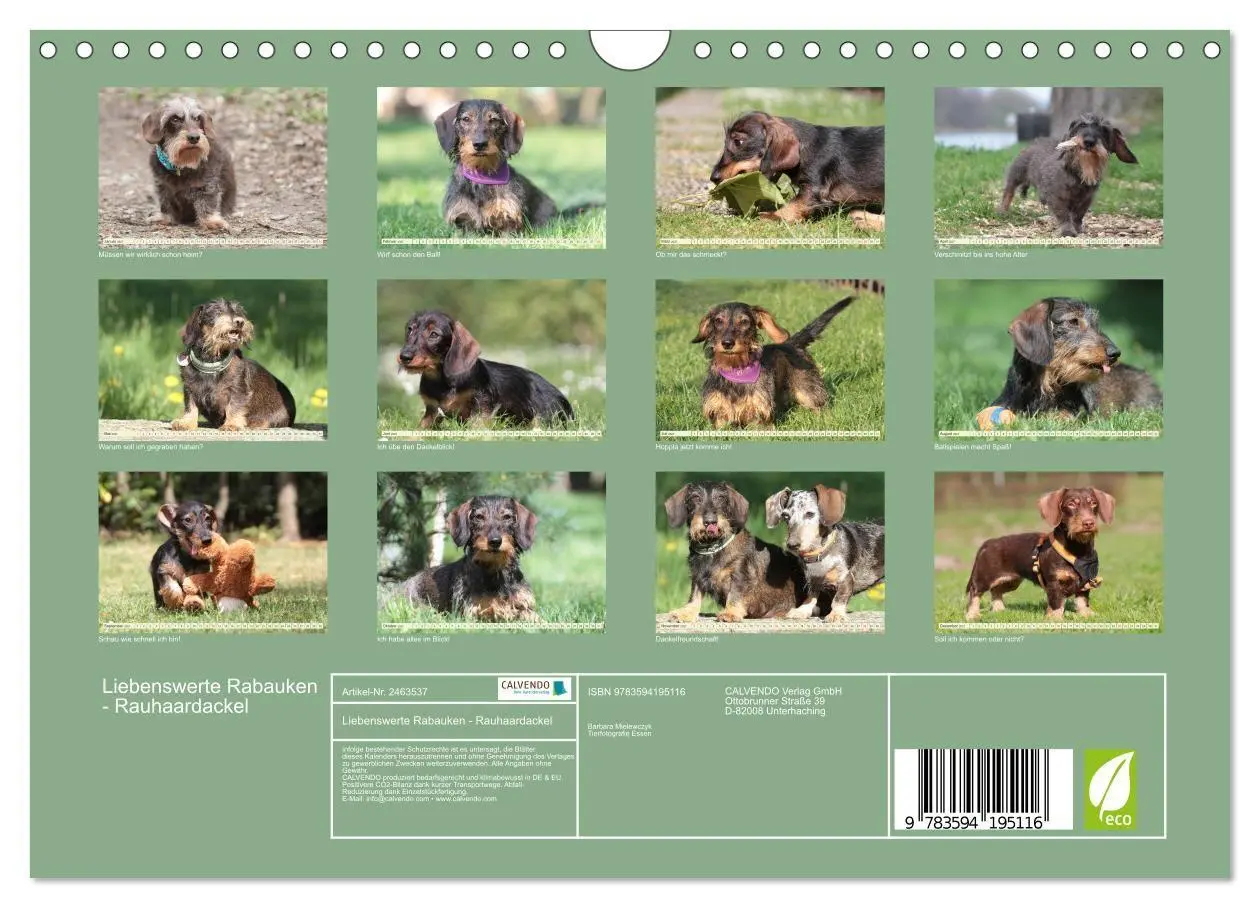 Bild: 9783594195116 | Liebenswerte Rabauken - Rauhaardackel (Wandkalender 2027 DIN A4...
