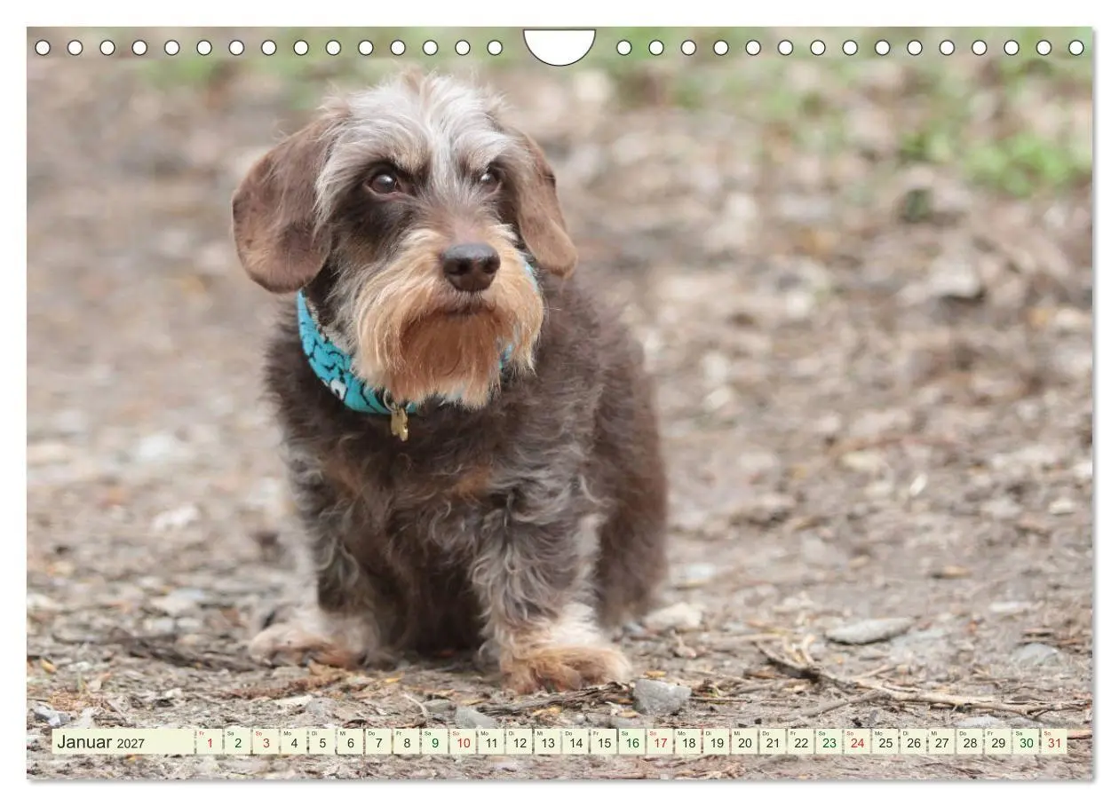 Bild: 9783594195116 | Liebenswerte Rabauken - Rauhaardackel (Wandkalender 2027 DIN A4...
