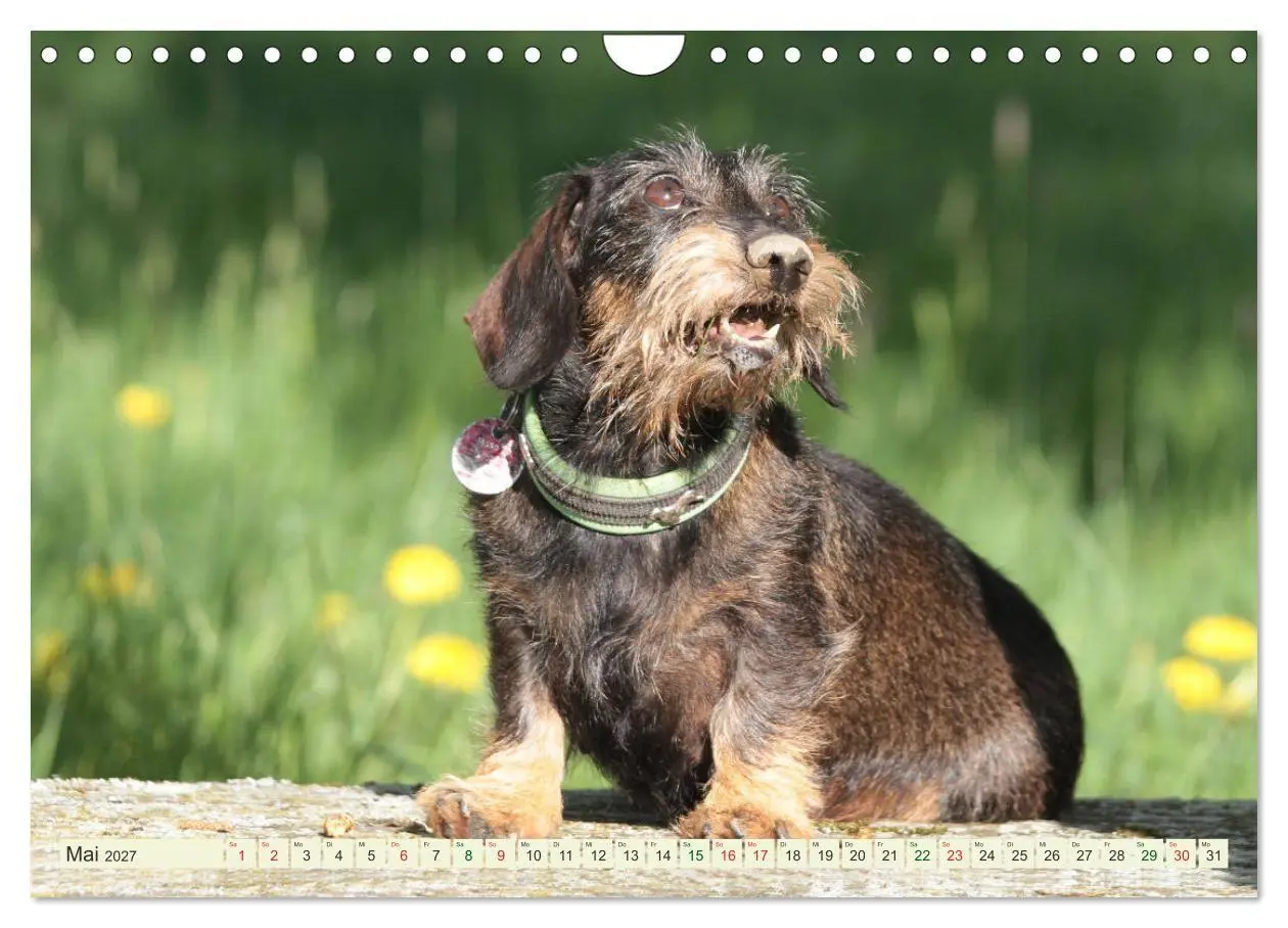 Bild: 9783594195116 | Liebenswerte Rabauken - Rauhaardackel (Wandkalender 2027 DIN A4...