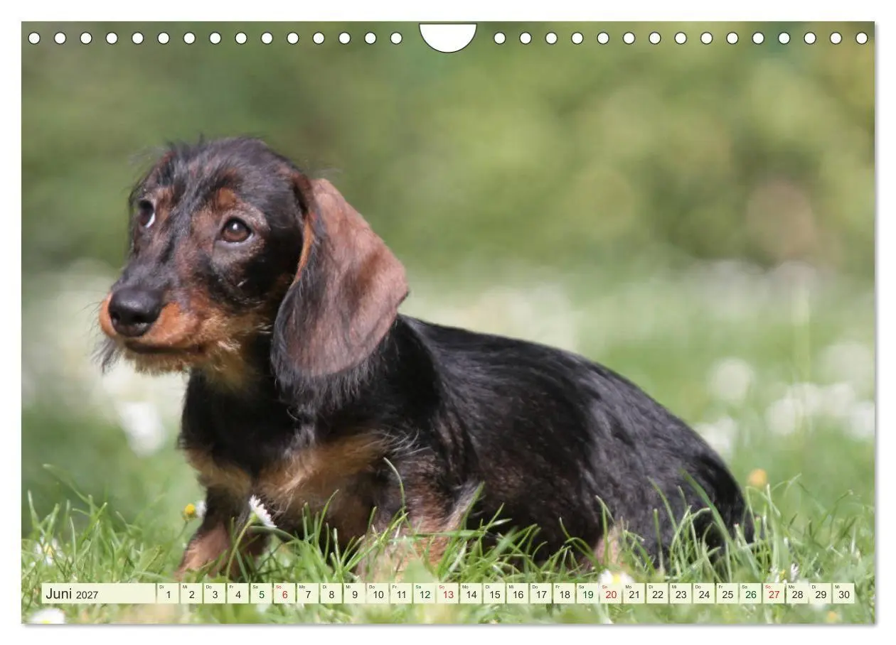 Bild: 9783594195116 | Liebenswerte Rabauken - Rauhaardackel (Wandkalender 2027 DIN A4...