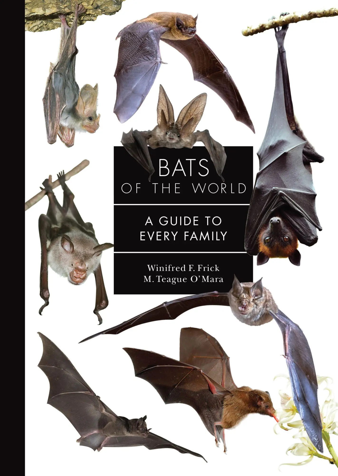 Cover: 9780691265216 | Bats of the World | A Guide to Every Family | Winifred Frick (u. a.)