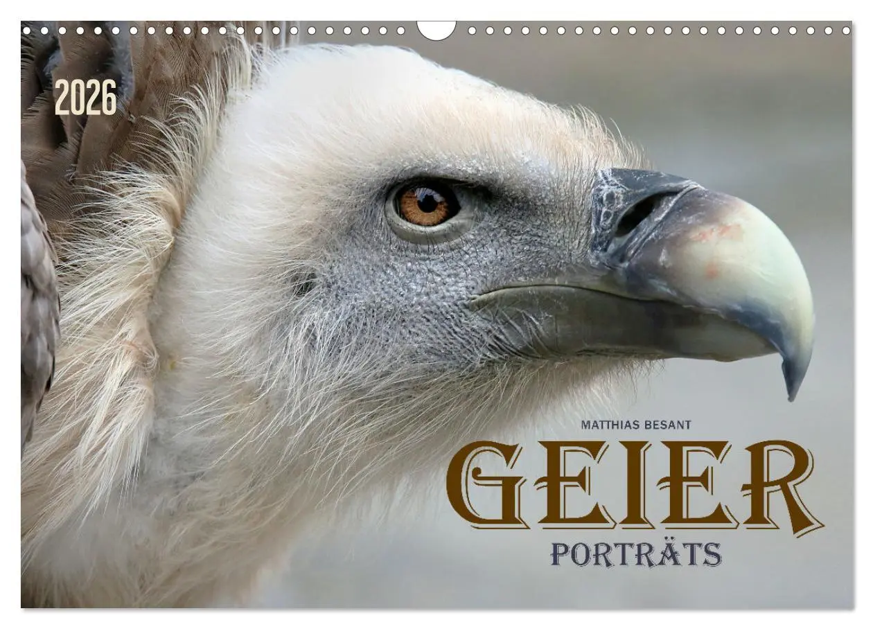 Cover: 9783457915516 | GEIERPORTRÄTS (Wandkalender 2026 DIN A3 quer), CALVENDO Monatskalender