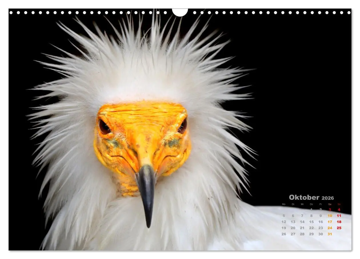 Bild: 9783457915516 | GEIERPORTRÄTS (Wandkalender 2026 DIN A3 quer), CALVENDO Monatskalender