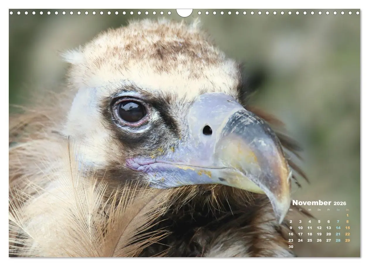 Bild: 9783457915516 | GEIERPORTRÄTS (Wandkalender 2026 DIN A3 quer), CALVENDO Monatskalender