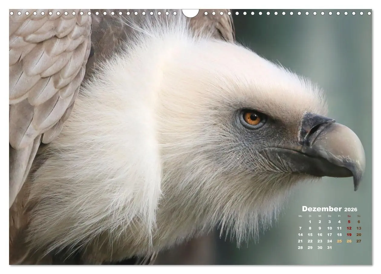 Bild: 9783457915516 | GEIERPORTRÄTS (Wandkalender 2026 DIN A3 quer), CALVENDO Monatskalender