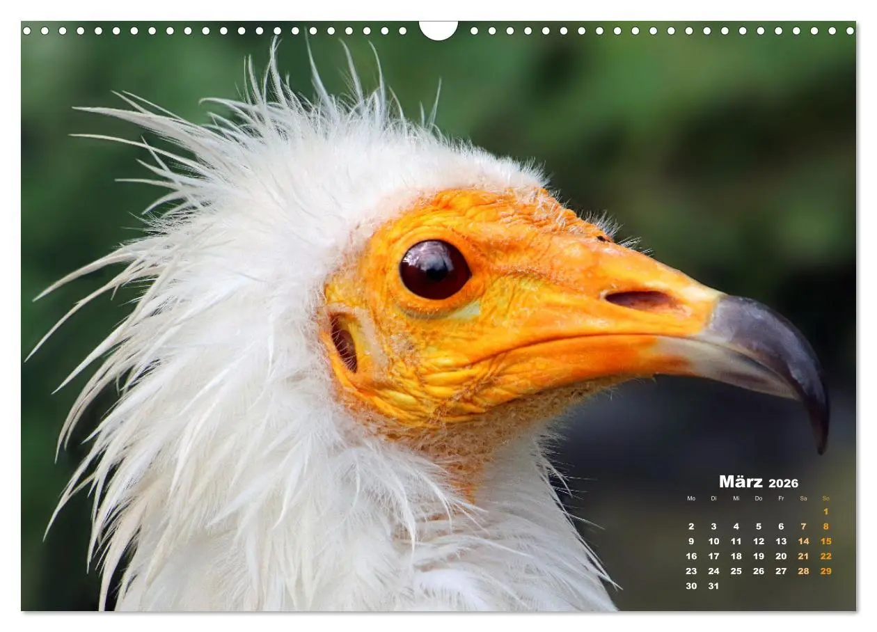 Bild: 9783457915516 | GEIERPORTRÄTS (Wandkalender 2026 DIN A3 quer), CALVENDO Monatskalender