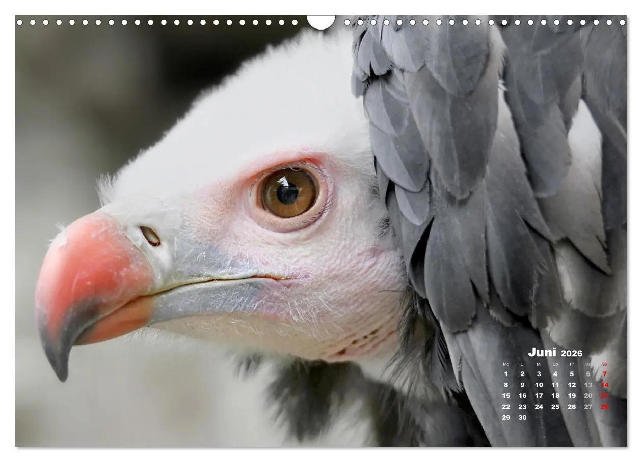 Bild: 9783457915516 | GEIERPORTRÄTS (Wandkalender 2026 DIN A3 quer), CALVENDO Monatskalender