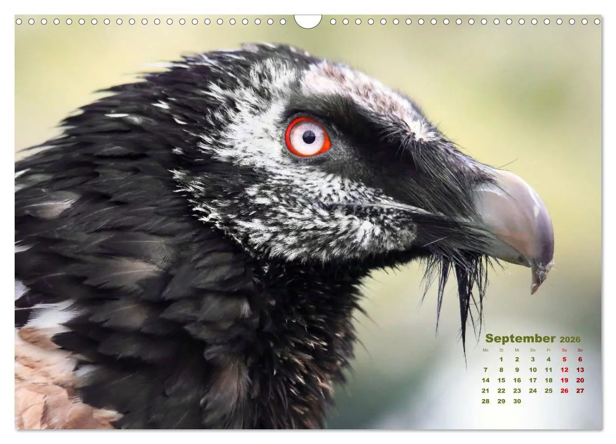 Bild: 9783457915516 | GEIERPORTRÄTS (Wandkalender 2026 DIN A3 quer), CALVENDO Monatskalender