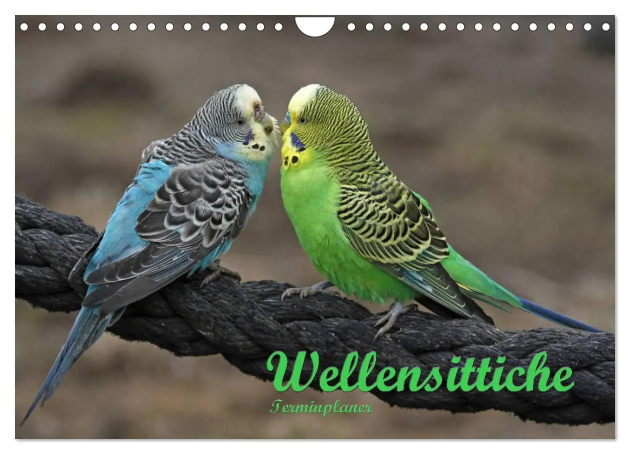 Cover: 9783516175516 | Terminplaner Wellensittiche (Wandkalender 2026 DIN A4 quer),...