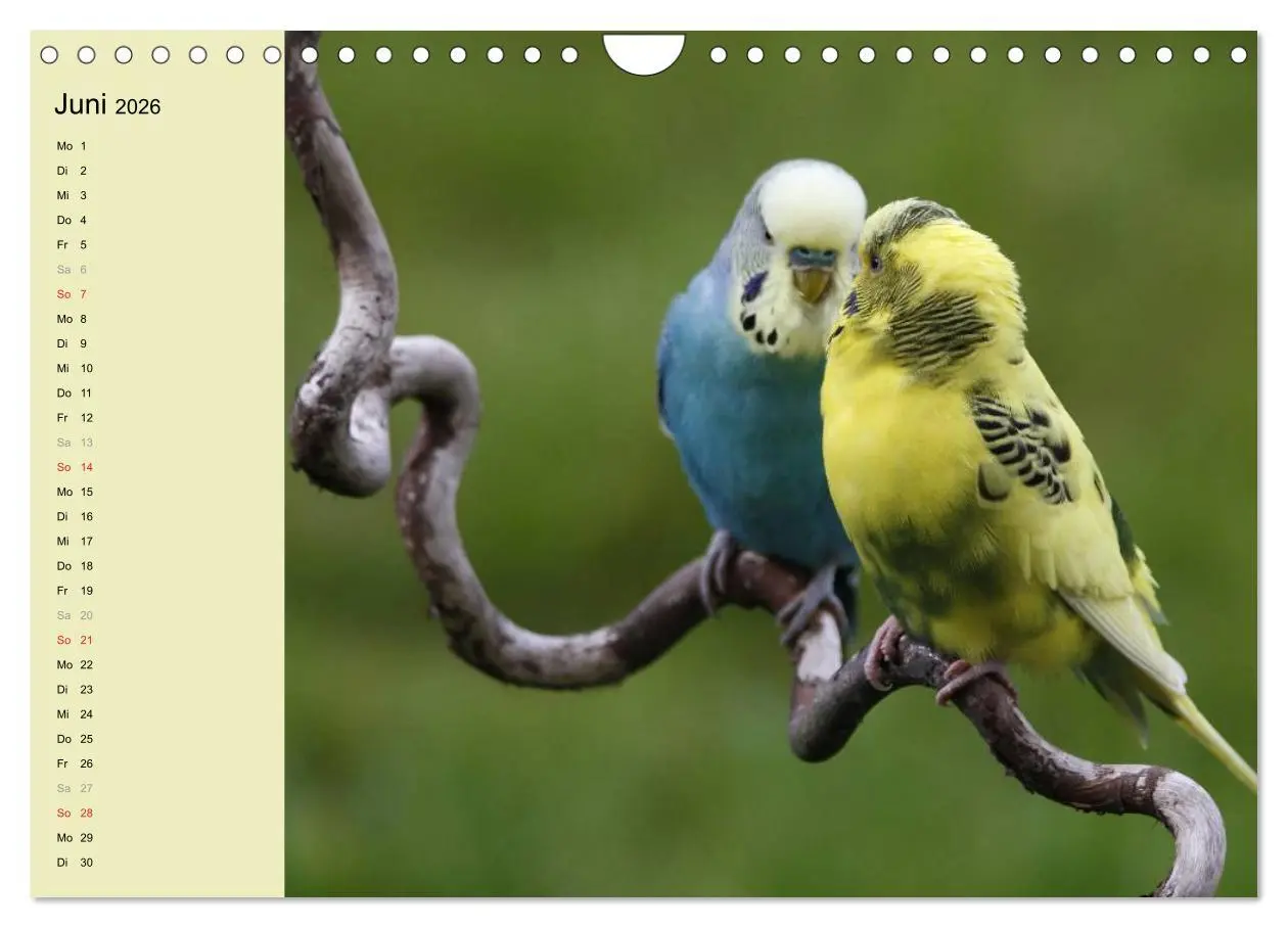 Bild: 9783516175516 | Terminplaner Wellensittiche (Wandkalender 2026 DIN A4 quer),...