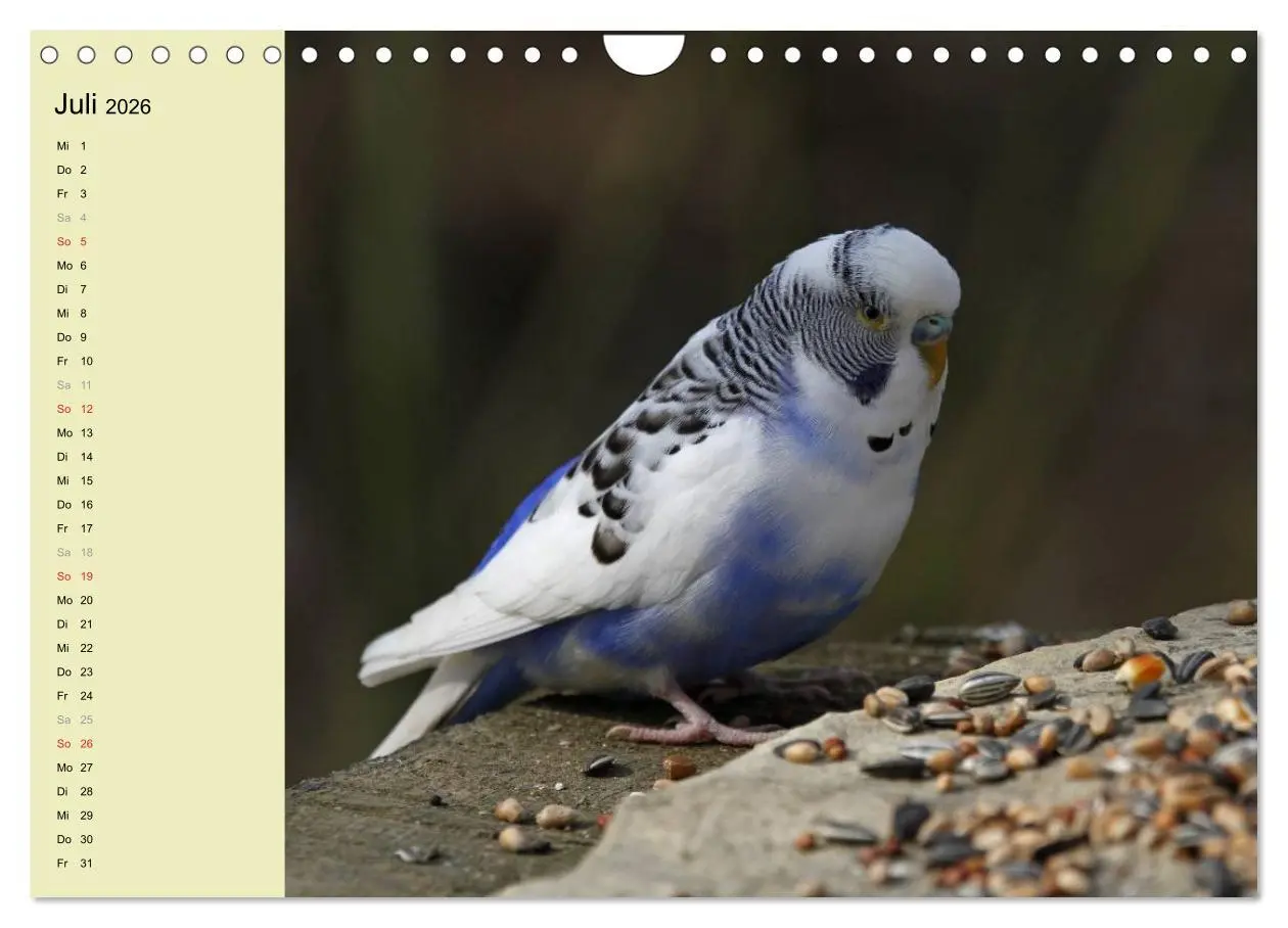 Bild: 9783516175516 | Terminplaner Wellensittiche (Wandkalender 2026 DIN A4 quer),...