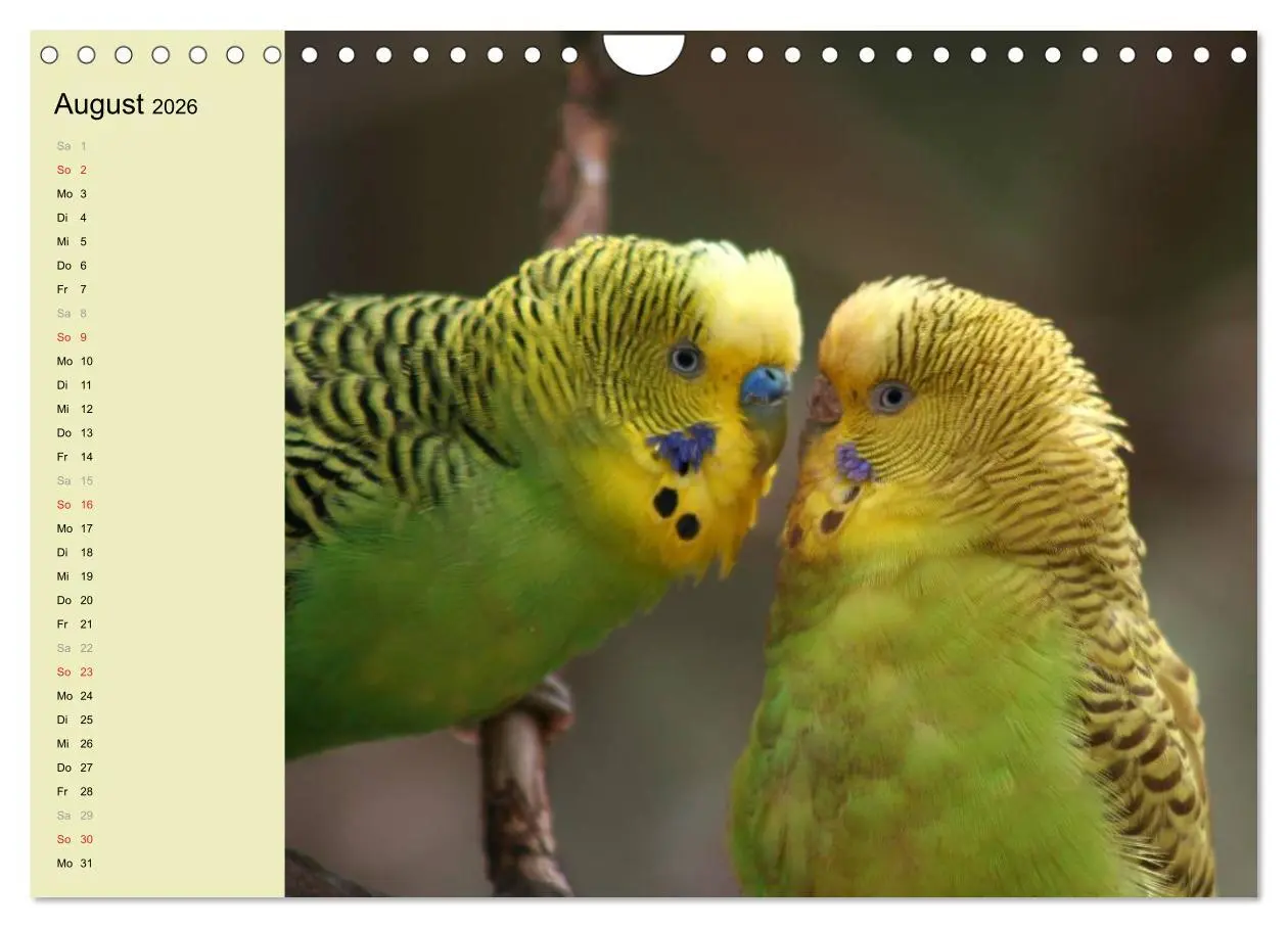 Bild: 9783516175516 | Terminplaner Wellensittiche (Wandkalender 2026 DIN A4 quer),...