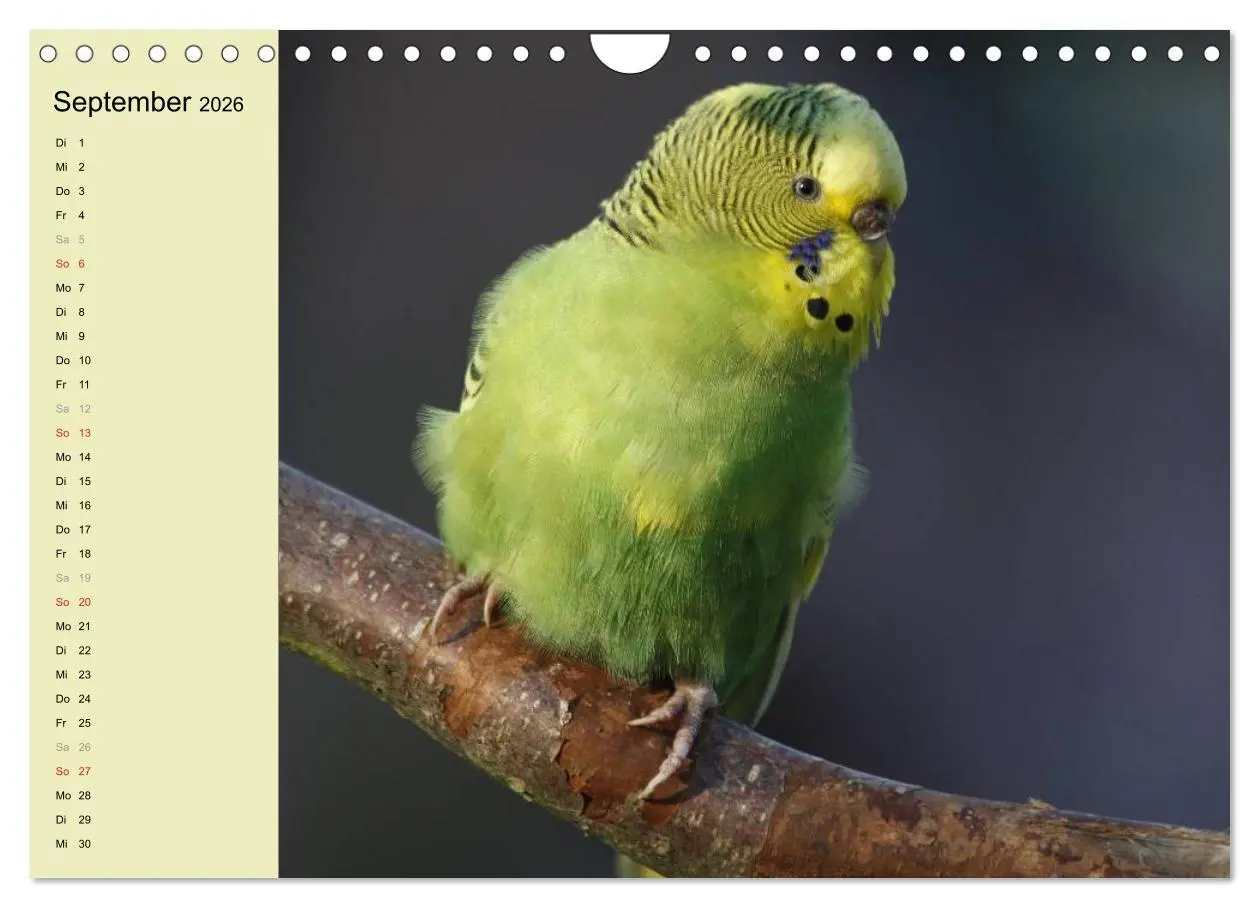 Bild: 9783516175516 | Terminplaner Wellensittiche (Wandkalender 2026 DIN A4 quer),...