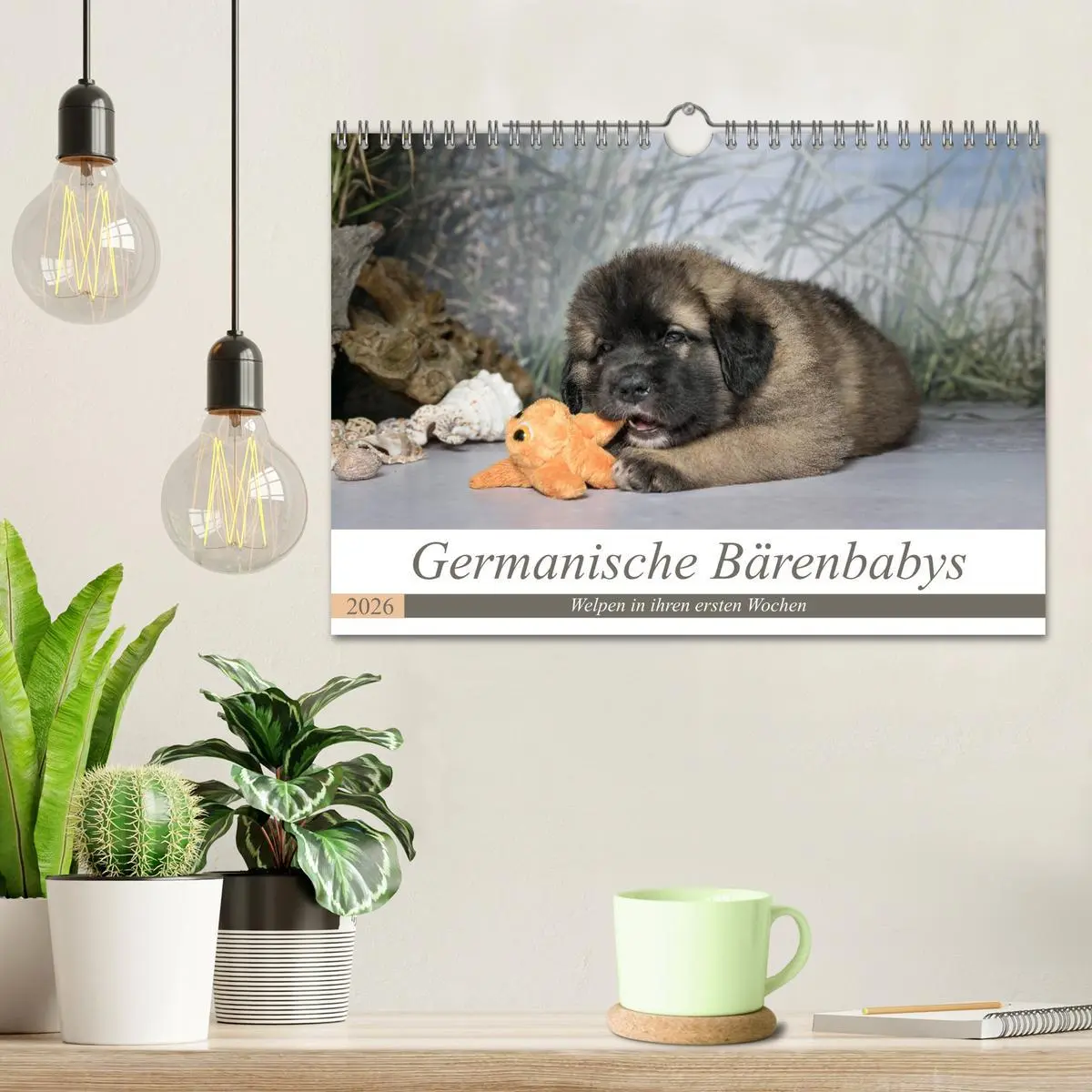 Bild: 9783457835616 | Germanische Bärenbabys (Wandkalender 2026 DIN A4 quer), CALVENDO...
