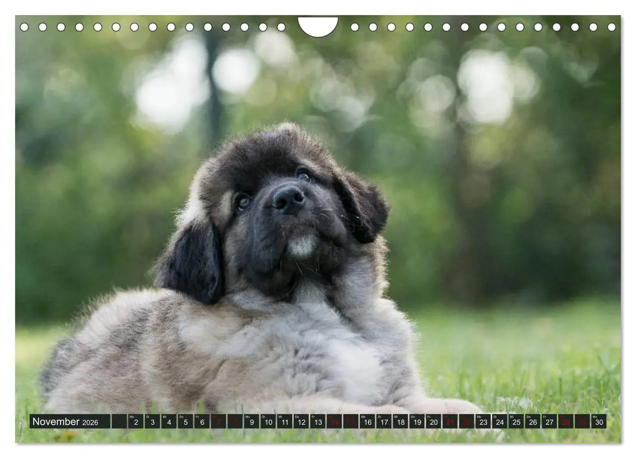 Bild: 9783457835616 | Germanische Bärenbabys (Wandkalender 2026 DIN A4 quer), CALVENDO...