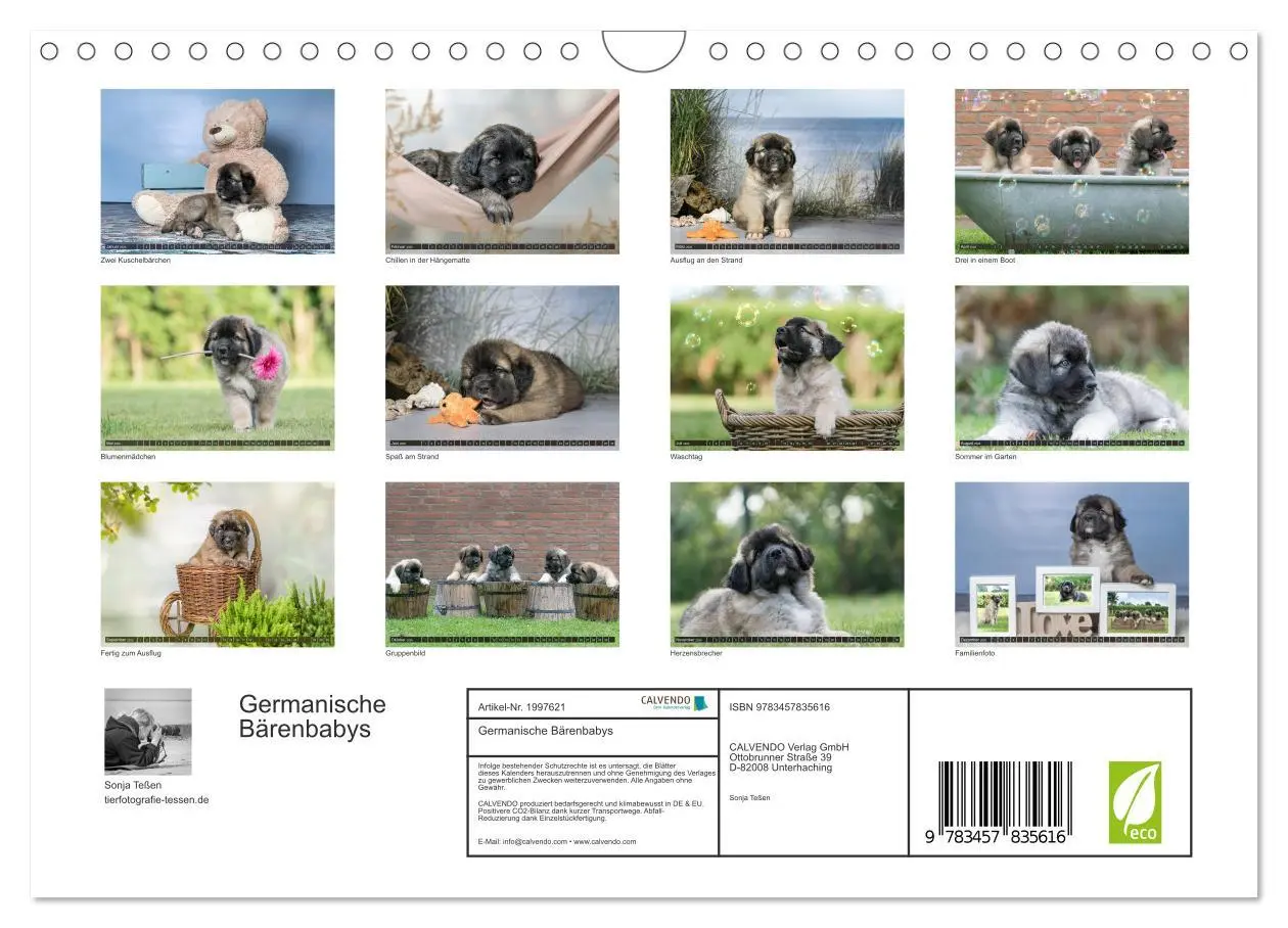 Bild: 9783457835616 | Germanische Bärenbabys (Wandkalender 2026 DIN A4 quer), CALVENDO...