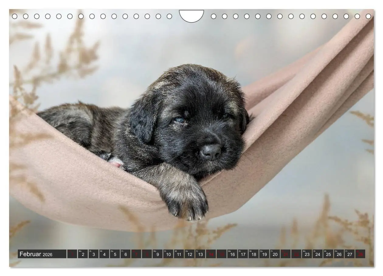 Bild: 9783457835616 | Germanische Bärenbabys (Wandkalender 2026 DIN A4 quer), CALVENDO...
