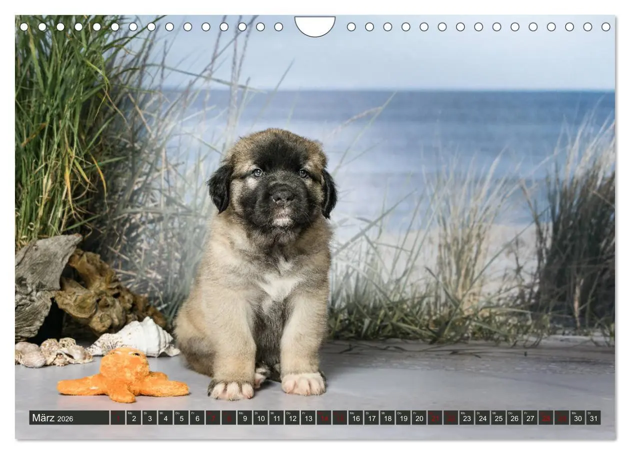 Bild: 9783457835616 | Germanische Bärenbabys (Wandkalender 2026 DIN A4 quer), CALVENDO...