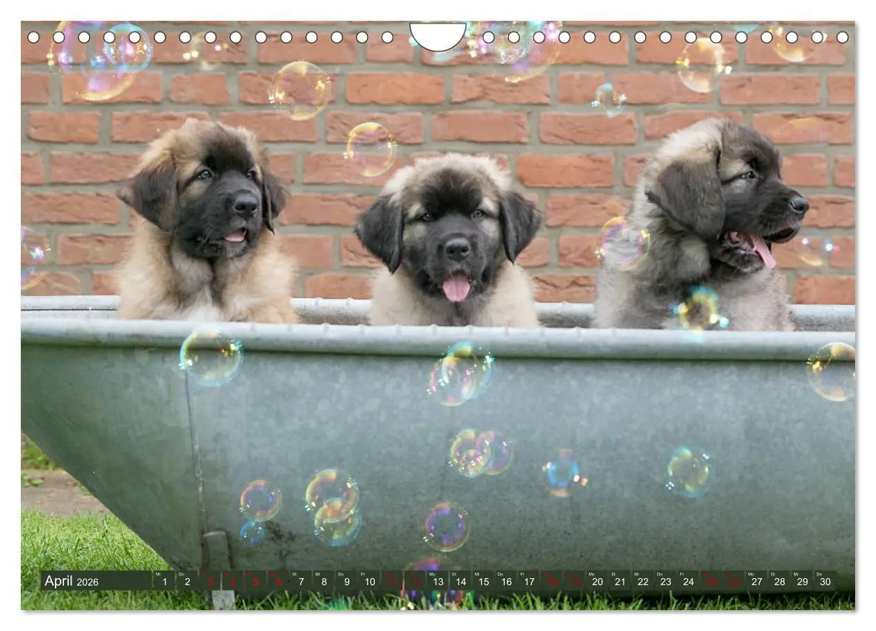 Bild: 9783457835616 | Germanische Bärenbabys (Wandkalender 2026 DIN A4 quer), CALVENDO...