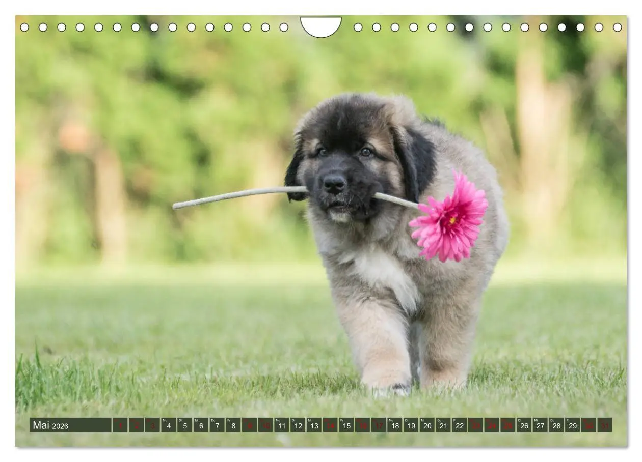 Bild: 9783457835616 | Germanische Bärenbabys (Wandkalender 2026 DIN A4 quer), CALVENDO...