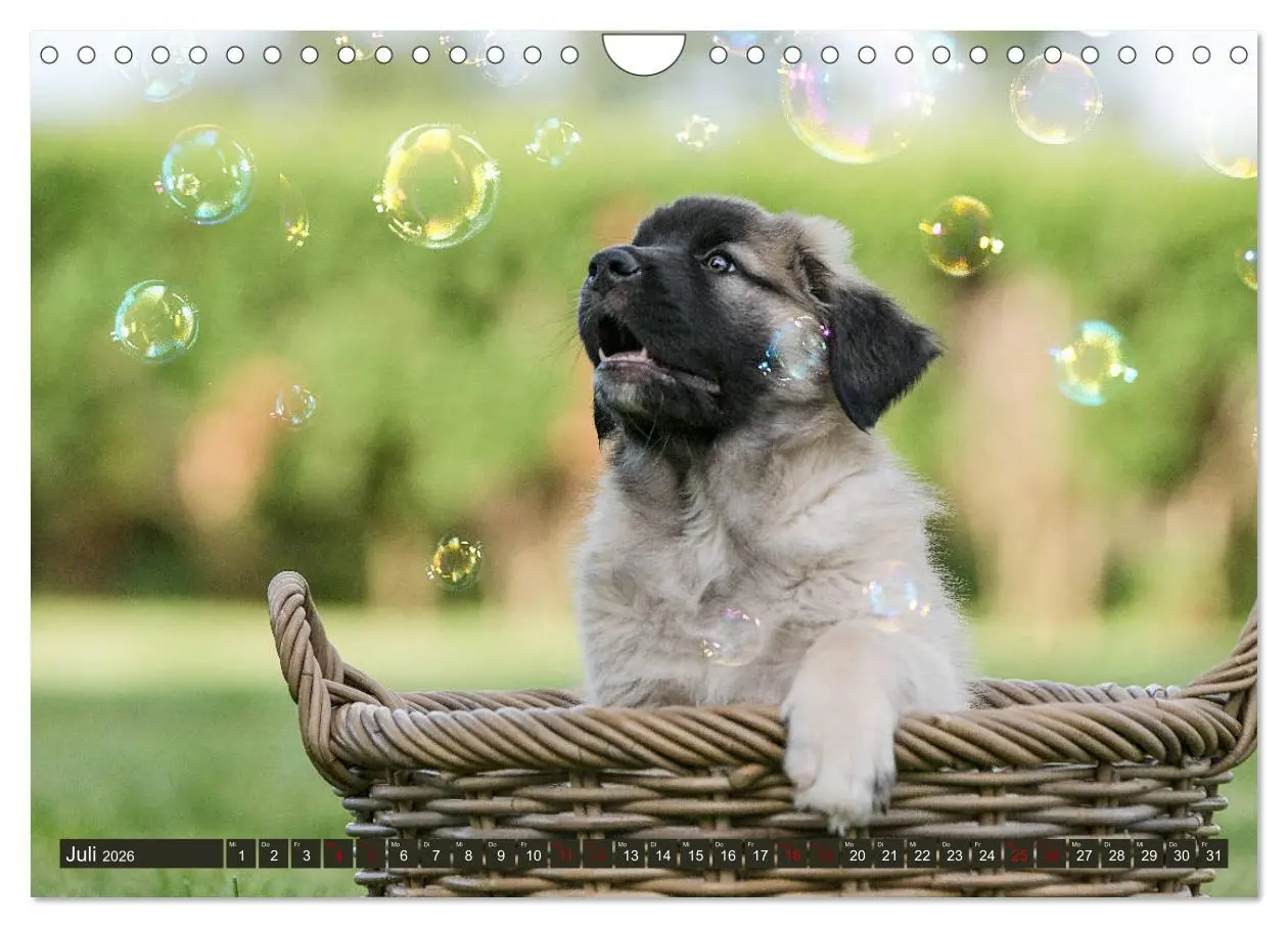 Bild: 9783457835616 | Germanische Bärenbabys (Wandkalender 2026 DIN A4 quer), CALVENDO...