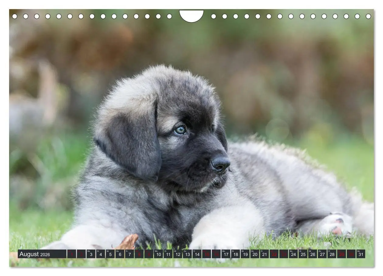 Bild: 9783457835616 | Germanische Bärenbabys (Wandkalender 2026 DIN A4 quer), CALVENDO...