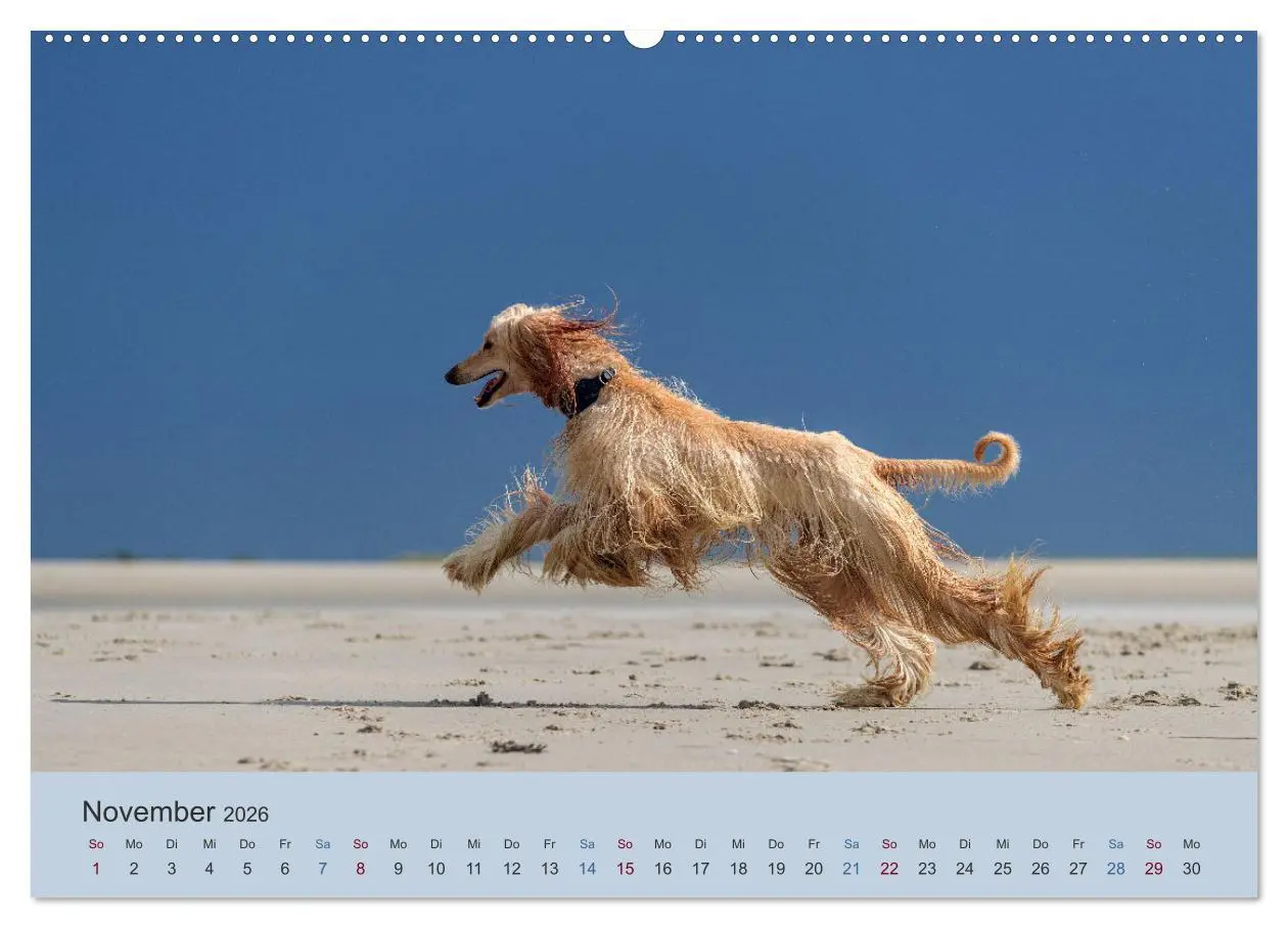 Bild: 9783457755716 | AFGHANISCHE WINDHUNDE 2026 (hochwertiger Premium Wandkalender 2026...