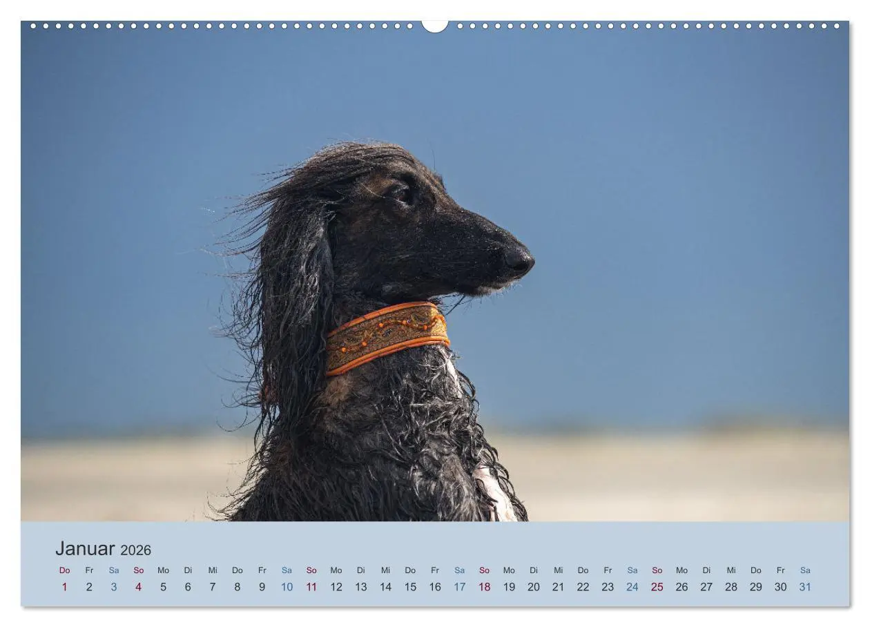 Bild: 9783457755716 | AFGHANISCHE WINDHUNDE 2026 (hochwertiger Premium Wandkalender 2026...