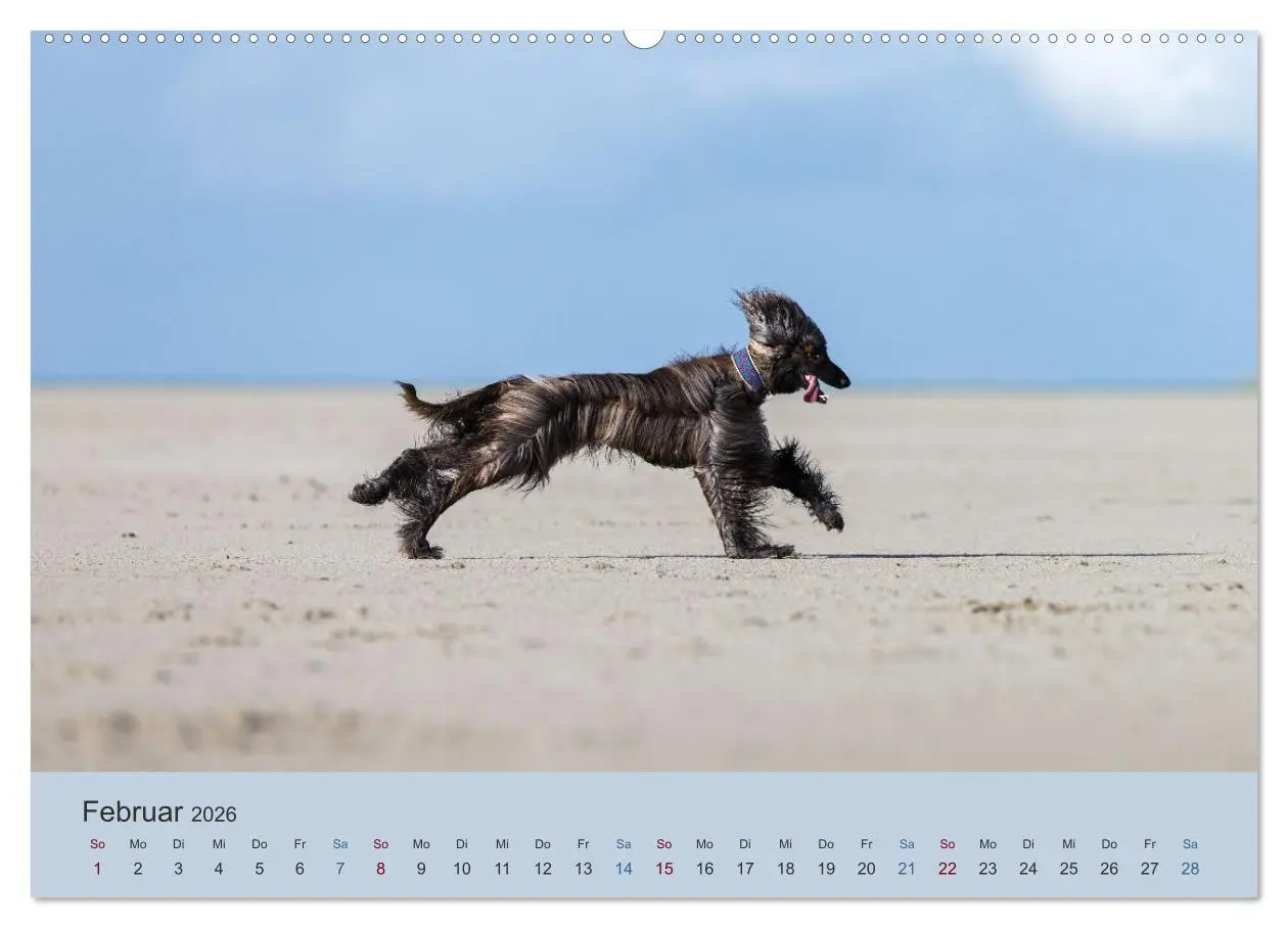 Bild: 9783457755716 | AFGHANISCHE WINDHUNDE 2026 (hochwertiger Premium Wandkalender 2026...