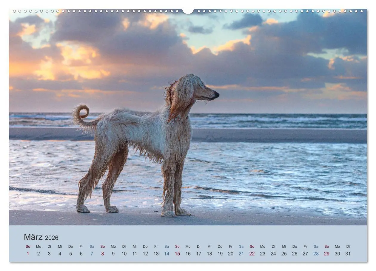 Bild: 9783457755716 | AFGHANISCHE WINDHUNDE 2026 (hochwertiger Premium Wandkalender 2026...