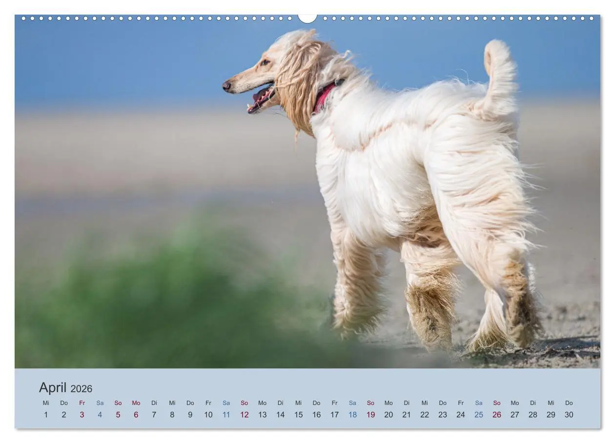Bild: 9783457755716 | AFGHANISCHE WINDHUNDE 2026 (hochwertiger Premium Wandkalender 2026...