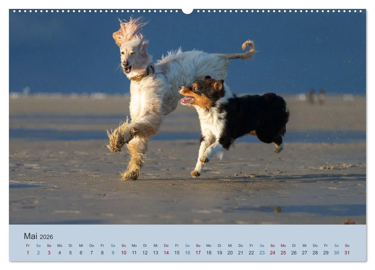 Bild: 9783457755716 | AFGHANISCHE WINDHUNDE 2026 (hochwertiger Premium Wandkalender 2026...