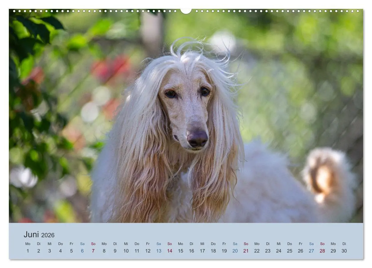 Bild: 9783457755716 | AFGHANISCHE WINDHUNDE 2026 (hochwertiger Premium Wandkalender 2026...