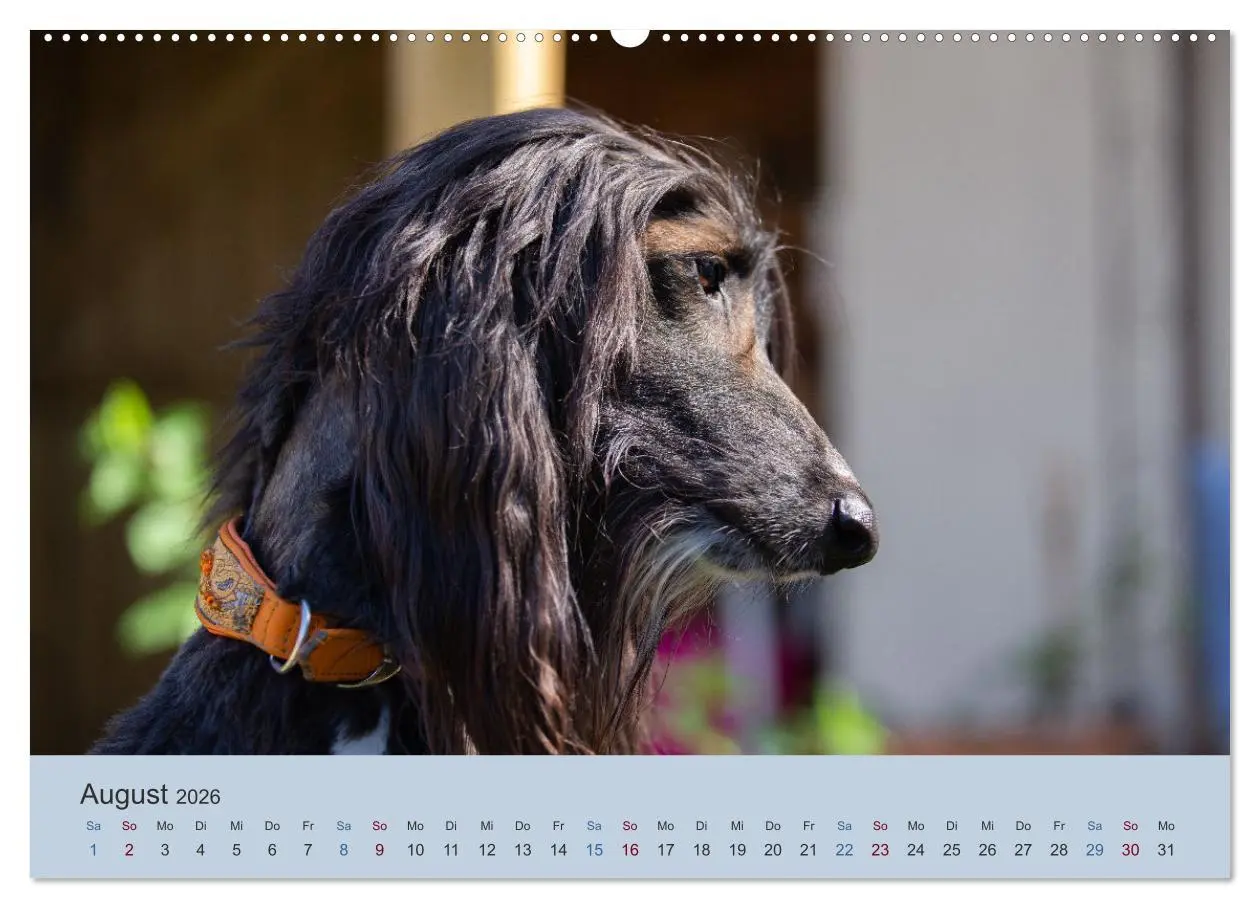 Bild: 9783457755716 | AFGHANISCHE WINDHUNDE 2026 (hochwertiger Premium Wandkalender 2026...