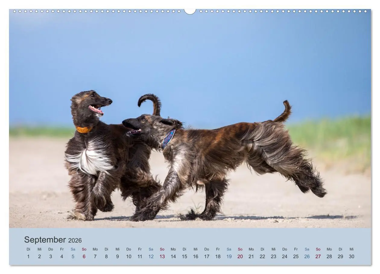 Bild: 9783457755716 | AFGHANISCHE WINDHUNDE 2026 (hochwertiger Premium Wandkalender 2026...