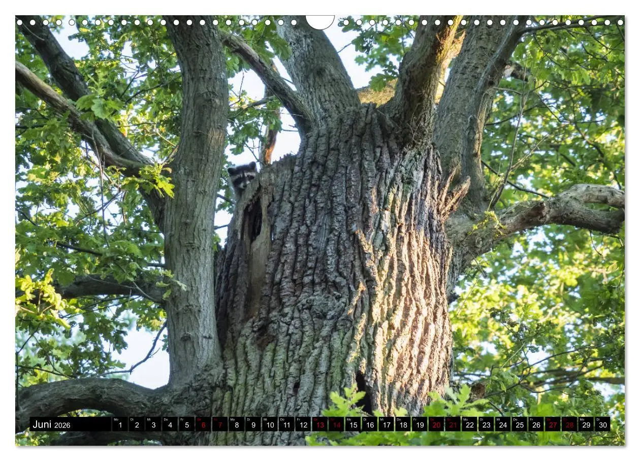 Bild: 9783457745816 | Kassels Waschbären (Wandkalender 2026 DIN A3 quer), CALVENDO...