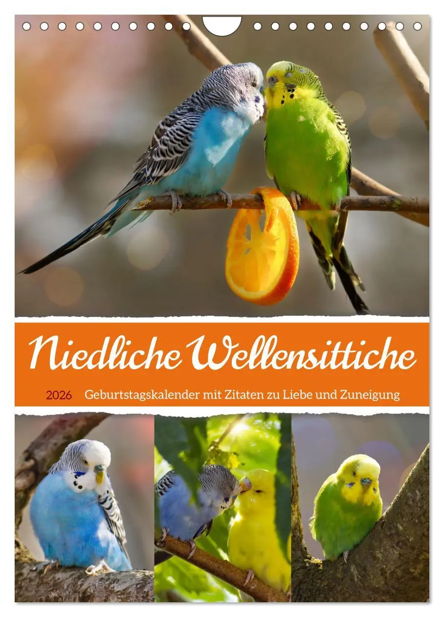 Cover: 9783516336016 | Niedliche Wellensittiche (Wandkalender 2026 DIN A4 hoch), CALVENDO...