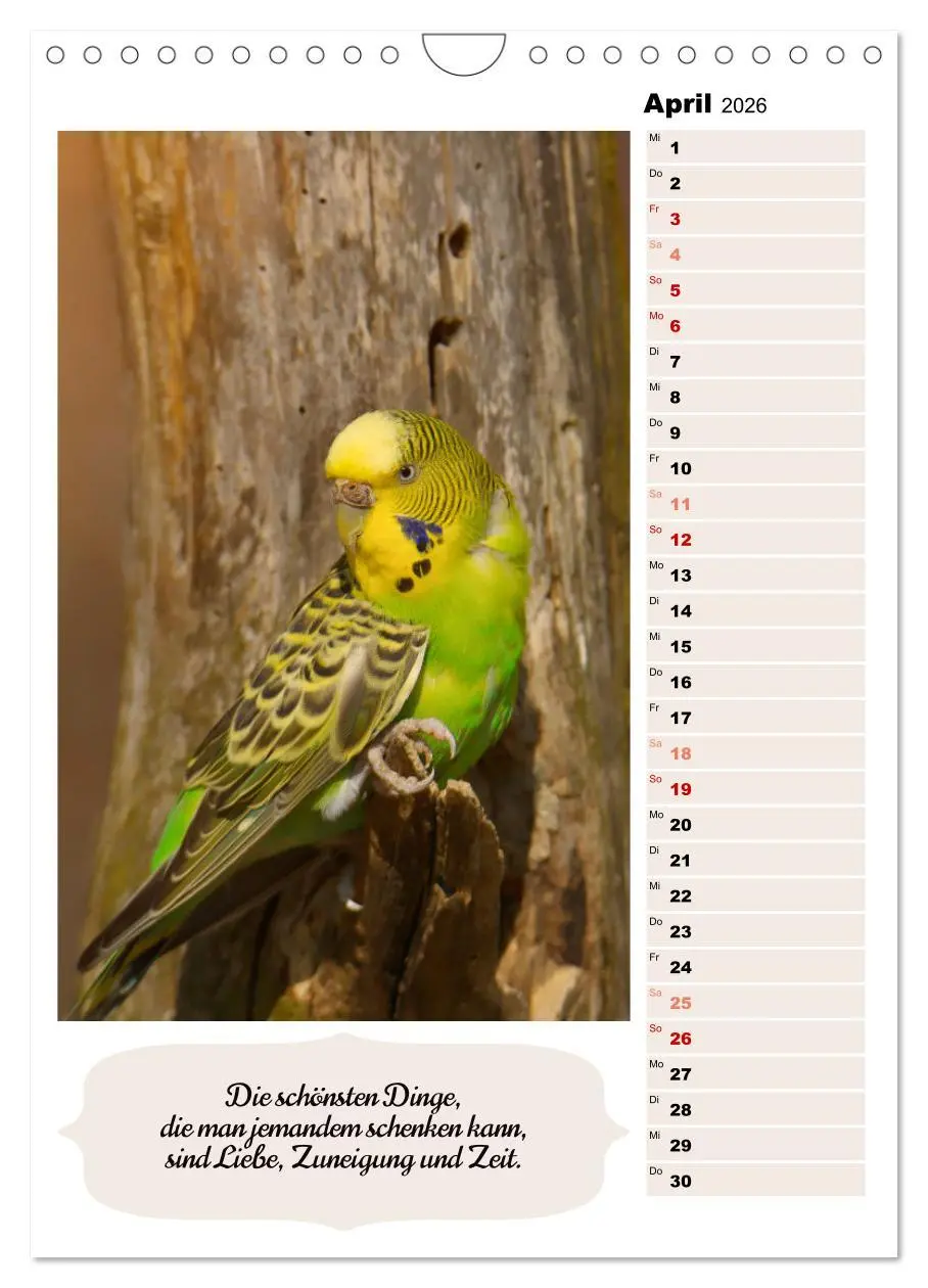 Bild: 9783516336016 | Niedliche Wellensittiche (Wandkalender 2026 DIN A4 hoch), CALVENDO...
