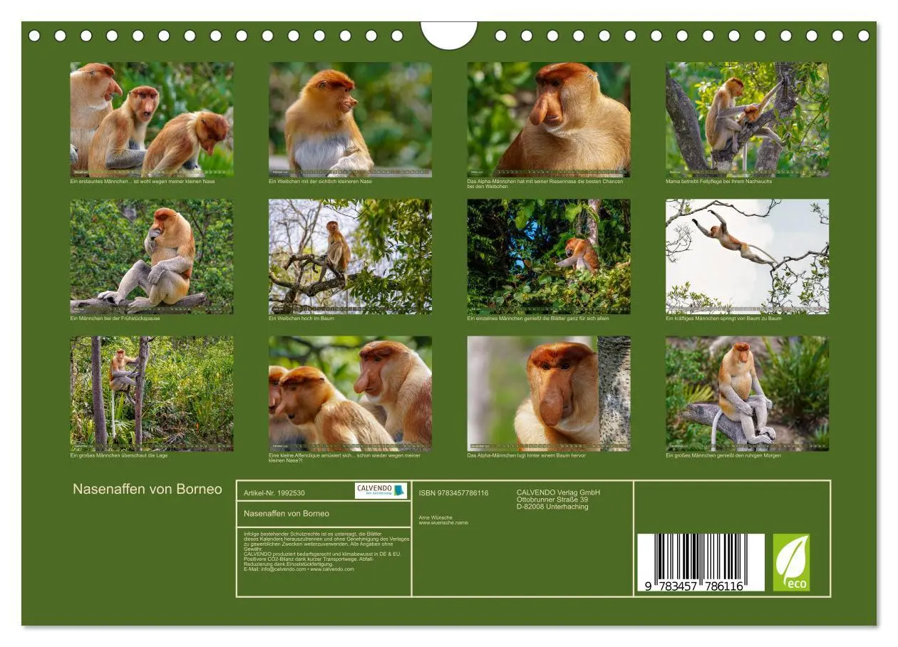 Bild: 9783457786116 | Nasenaffen von Borneo (Wandkalender 2026 DIN A4 quer), CALVENDO...