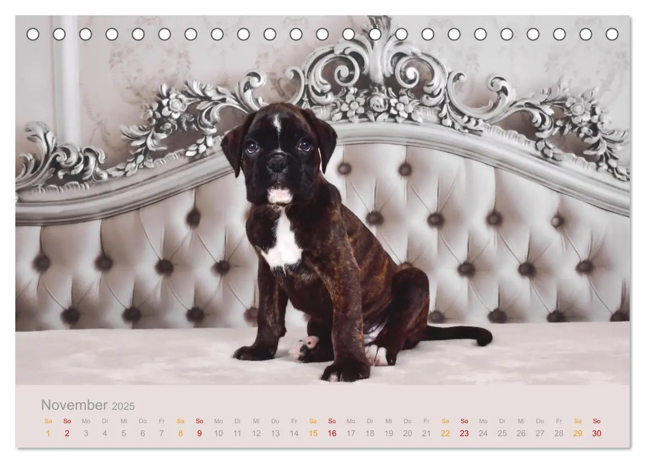 Bild: 9783457226216 | Boxer Welpen einfach zuckersüß (Tischkalender 2025 DIN A5 quer),...