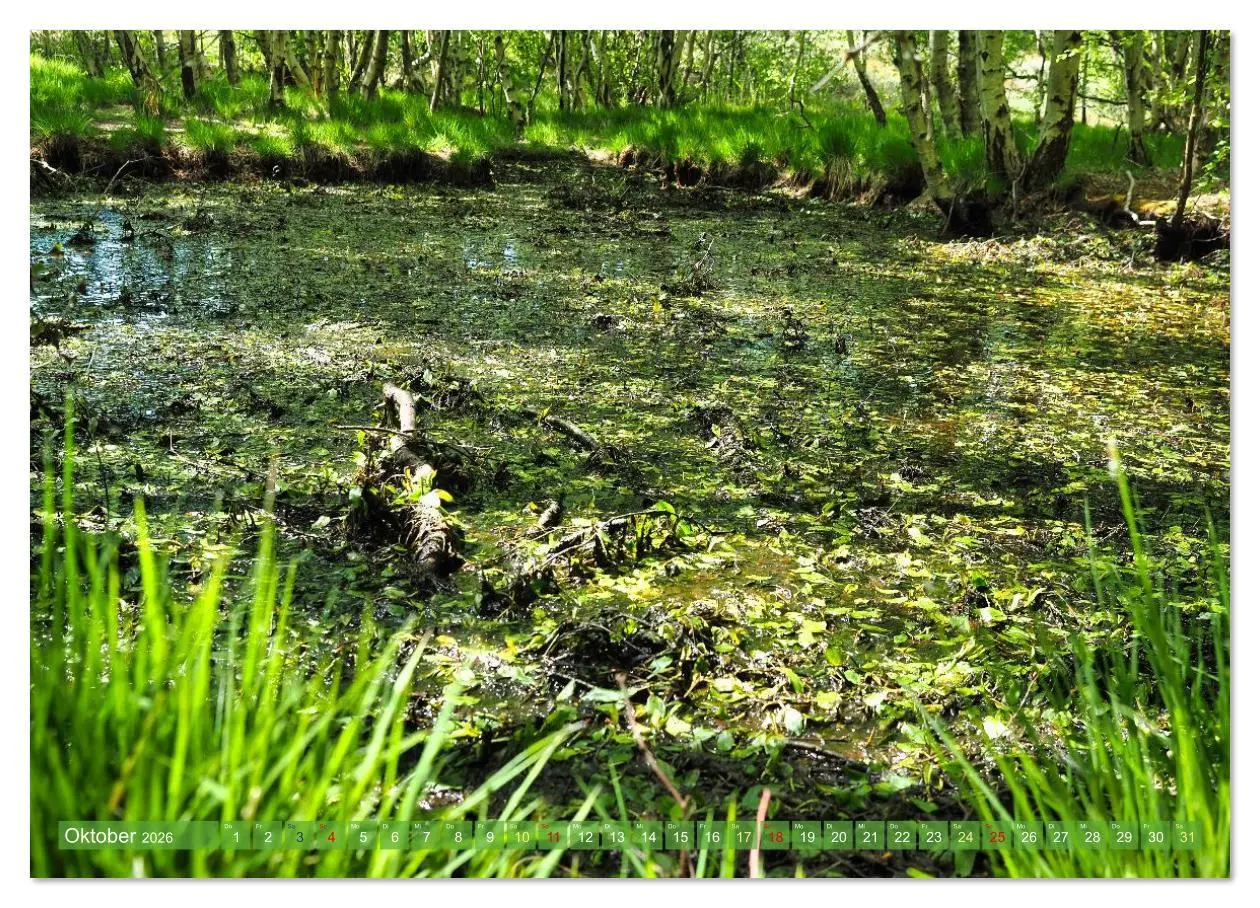 Bild: 9783516626216 | Amrum Glücksort (hochwertiger Premium Wandkalender 2026 DIN A2...