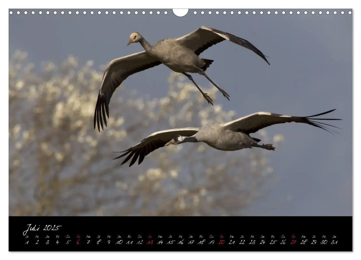 Bild: 9783435816316 | Kraniche - Vögel des Glücks (Wandkalender 2025 DIN A3 quer),...