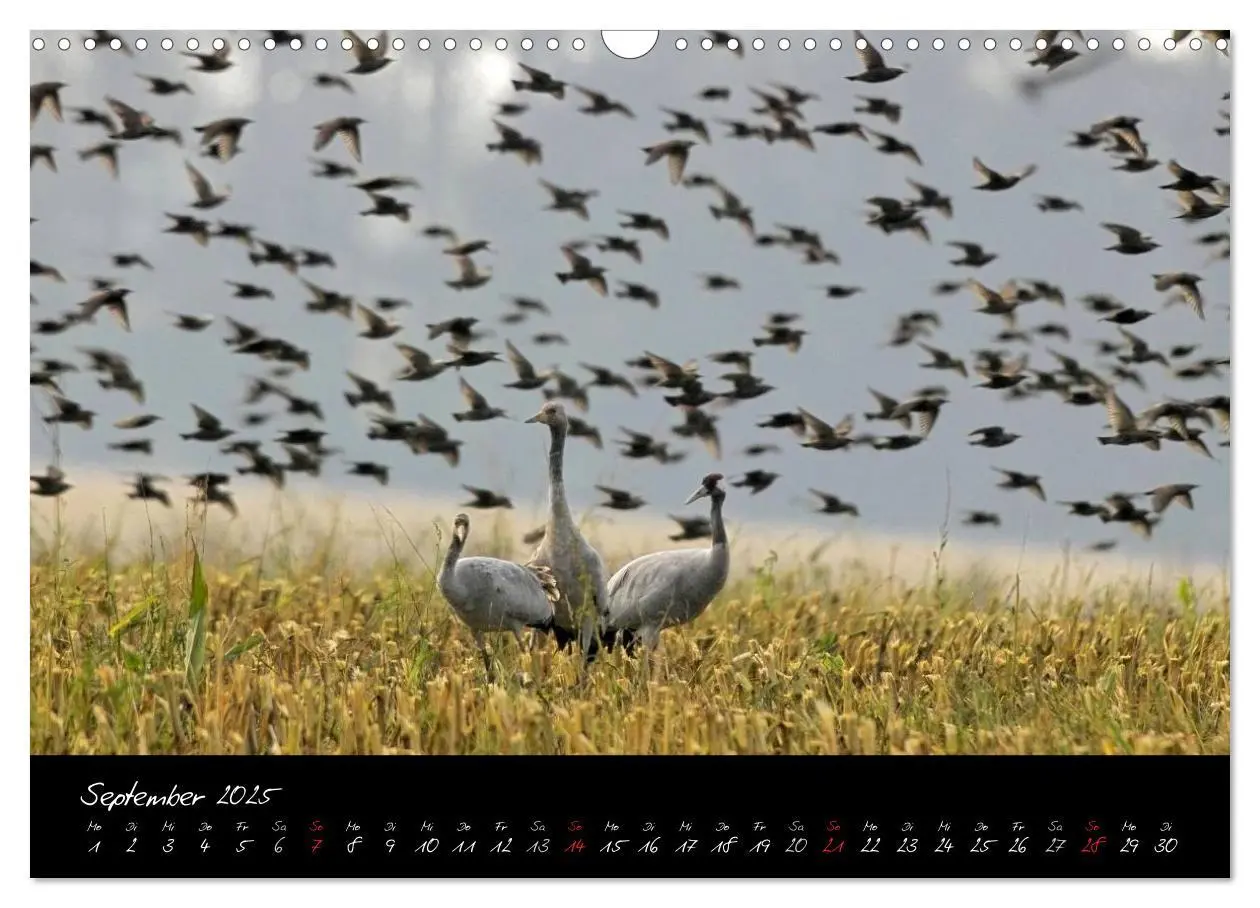 Bild: 9783435816316 | Kraniche - Vögel des Glücks (Wandkalender 2025 DIN A3 quer),...