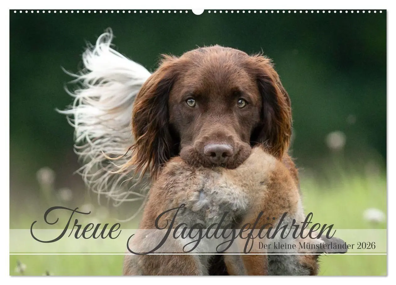 Cover: 9783457386316 | Treue Jagdgefährten Der kleine Münsterländer (Wandkalender 2026 DIN...