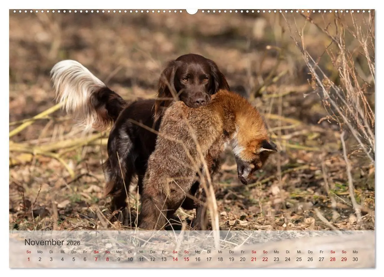 Bild: 9783457386316 | Treue Jagdgefährten Der kleine Münsterländer (Wandkalender 2026 DIN...