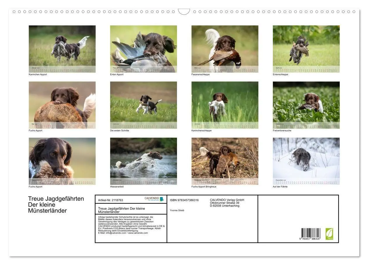 Bild: 9783457386316 | Treue Jagdgefährten Der kleine Münsterländer (Wandkalender 2026 DIN...