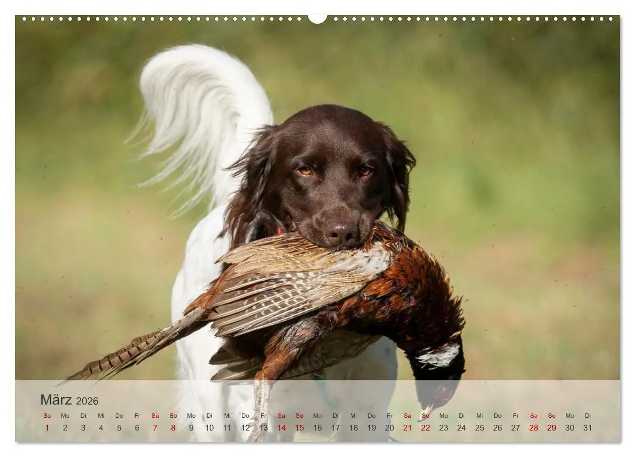 Bild: 9783457386316 | Treue Jagdgefährten Der kleine Münsterländer (Wandkalender 2026 DIN...