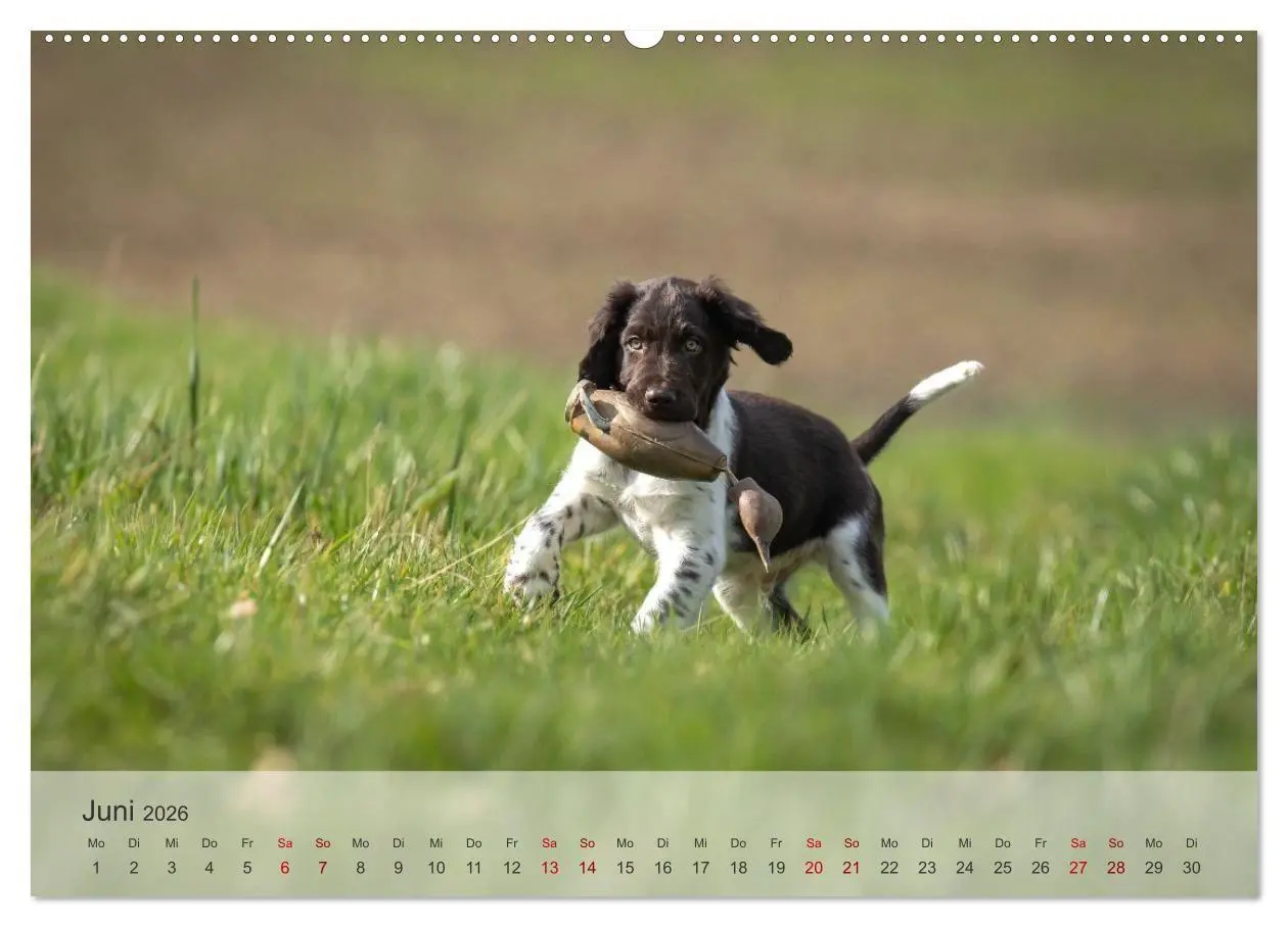 Bild: 9783457386316 | Treue Jagdgefährten Der kleine Münsterländer (Wandkalender 2026 DIN...