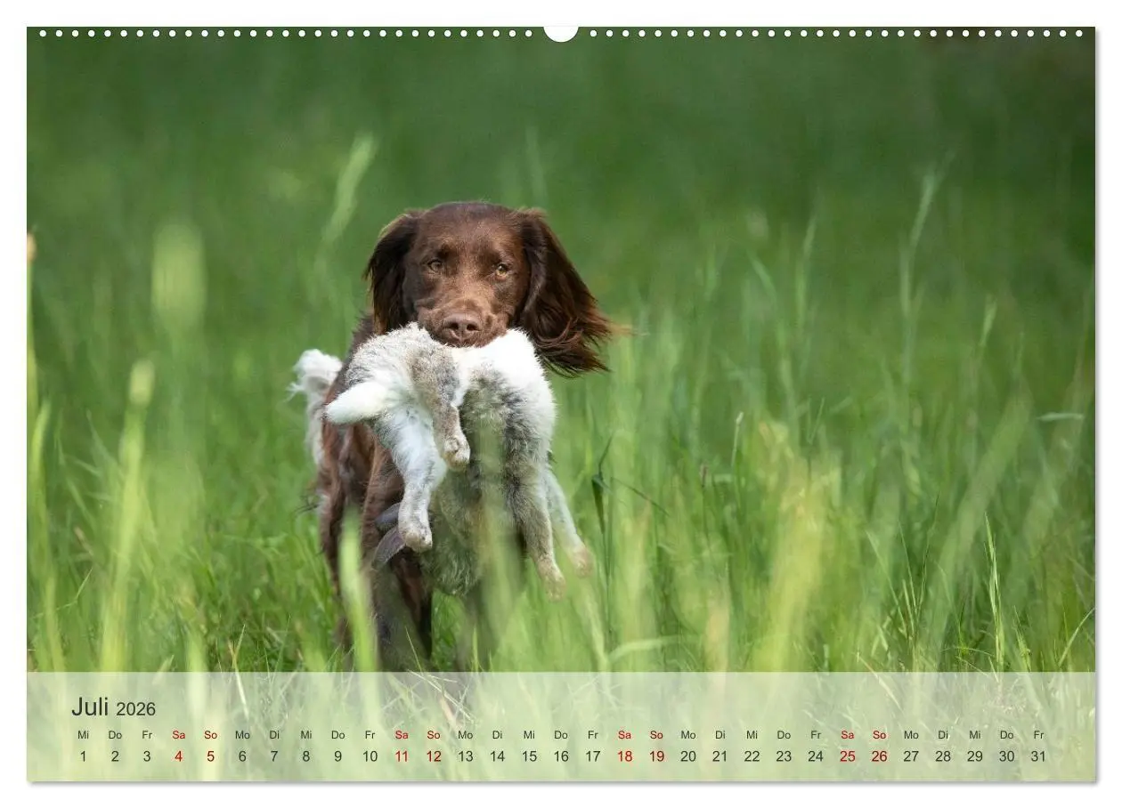 Bild: 9783457386316 | Treue Jagdgefährten Der kleine Münsterländer (Wandkalender 2026 DIN...